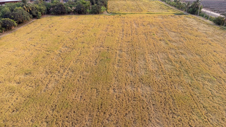 Aerial view of rice field in the countryside of Thailand. Photo made by drone.の写真素材