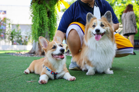 Happy dogs Welsh Corgi Pembroke with friends play and do exercise together in the pet park with artificial grass.の写真素材