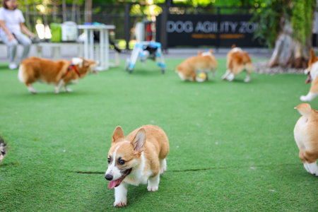 Happy dogs Welsh Corgi Pembroke with friends play and do exercise together in the pet park with...