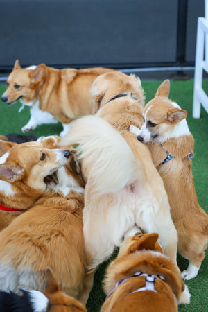 Happy dogs Welsh Corgi Pembroke with friends play and do exercise together in the pet park with artificial grass.の写真素材