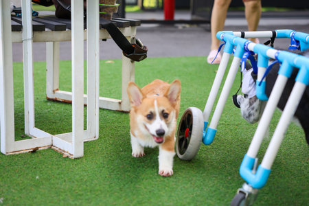 Happy dogs Welsh Corgi Pembroke with friends play and do exercise together in the pet park with artificial grass.の写真素材