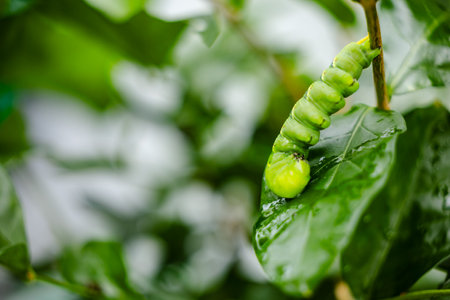 butterfly caterpillar Papilio machaon on a green leaf plant on a summer day.の写真素材