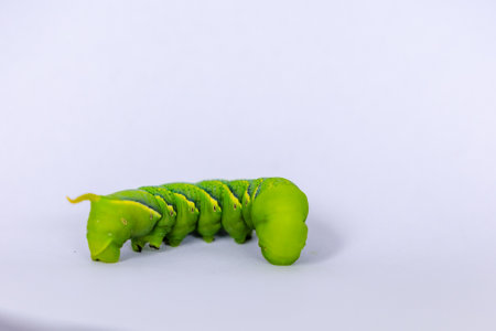 Swallow tail butterfly caterpillar with white backgroundの写真素材