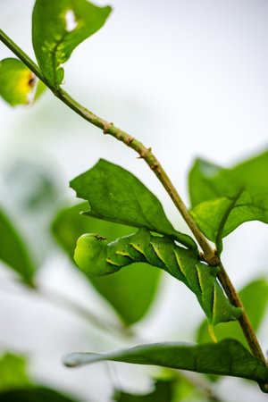 butterfly caterpillar Papilio machaon on a green leaf plant on a summer day.の写真素材
