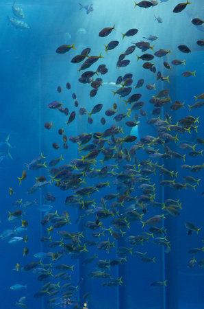Nagoya Aquarium, Japan - July 2024 : The main tank, called the Kuroshio Sea, of Okinawa Churaumi Aquarium in the Ocean Expo Park in Okinawa, Japan.の写真素材