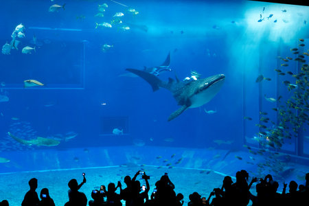 Nagoya Aquarium, Japan - July 2024 : The main tank, called the Kuroshio Sea, of Okinawa Churaumi Aquarium in the Ocean Expo Park in Okinawa, Japan. It was the largest one as the aquarium was opened.の写真素材
