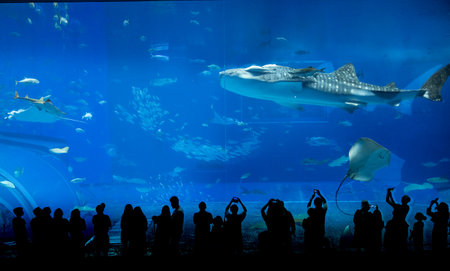 Nagoya Aquarium, Japan - July 2024 : The main tank, called the Kuroshio Sea, of Okinawa Churaumi Aquarium in the Ocean Expo Park in Okinawa, Japan. It was the largest one as the aquarium was opened.の写真素材