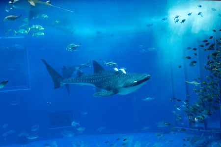 Nagoya Aquarium, Japan - July 2024 : The main tank, called the Kuroshio Sea, of Okinawa Churaumi Aquarium in the Ocean Expo Park in Okinawa, Japan.の写真素材