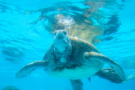 The Nagoya Aquarium, featuring the world's largest acrylic panel, provides a world-class aquatic...
