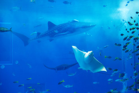 Nagoya Aquarium, Japan - July 2024 : The main tank, called the Kuroshio Sea, of Okinawa Churaumi...