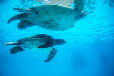 The Nagoya Aquarium, featuring the world's largest acrylic panel, provides a world-class aquatic experience.の写真素材