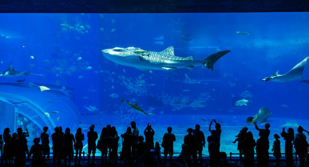 Nagoya Aquarium, Japan - July 2024 : The main tank, called the Kuroshio Sea, of Okinawa Churaumi Aquarium in the Ocean Expo Park in Okinawa, Japan. It was the largest one as the aquarium was opened.の写真素材