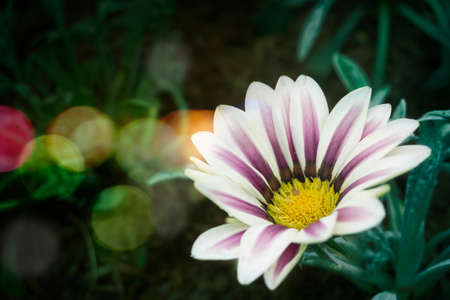Chrysanthemum white and green - Bokeh style