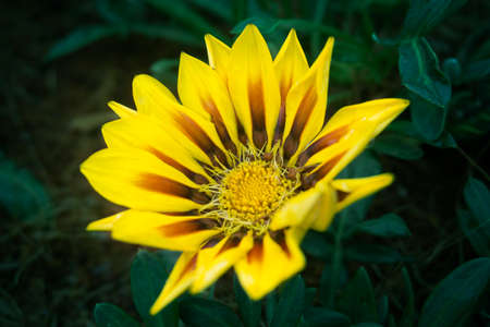 Chrysanthemum yellow - Single - Green Backgroundsの写真素材