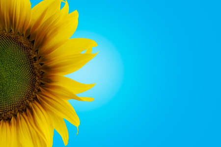 Yellow sunflower isolation - Blue color background - Singleの写真素材