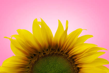 Yellow sunflower isolation - Pink color background - Singleの写真素材
