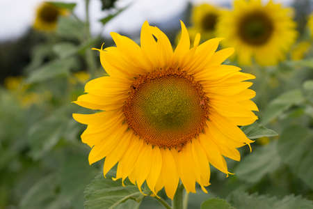 Bright sunflower on naturalの写真素材