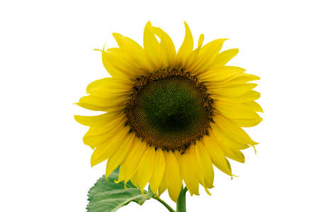 Sunflower Single Flower - Marco beautifulの写真素材