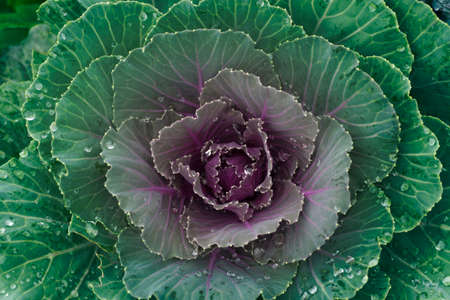 Close up of Cabbage Design Backgrounds - Green Cabbage in the organic plotsの写真素材