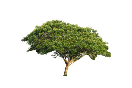 Jamjuree tree isolated on white background - Samanea saman (Jacg.) Merr