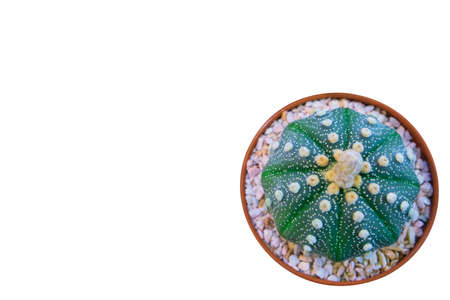 Green cactus in the pot on white backgrounds - Top viwe