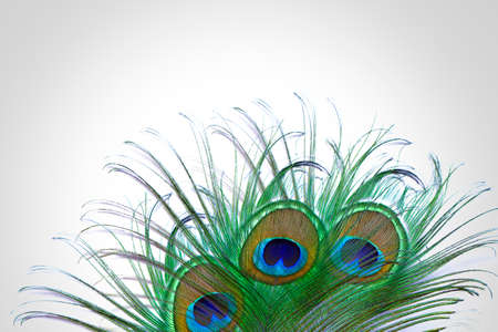 Peacock feather eye macro closeup on the white backgroundの写真素材