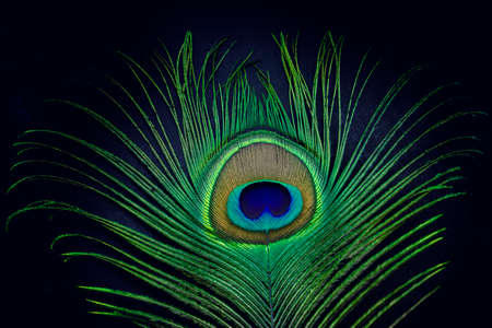 Close up of the eye on peacock feathers Backgroundsの写真素材