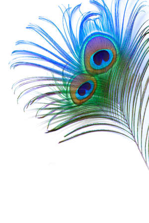 Peacock feather Design White Backgroundの写真素材