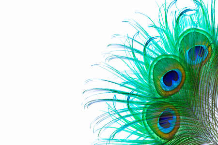 Abstract background of Peacock Sword Feathers isolated on white backgroundの写真素材