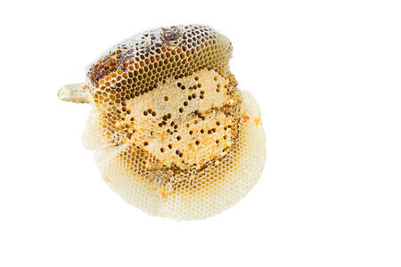 Organic honeycomb isolated on white backgroundの写真素材
