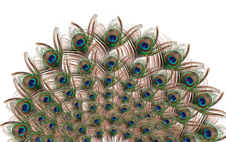 Peacock with fully fanned tail isolated on white background - Carnival Festive, bannerの写真素材