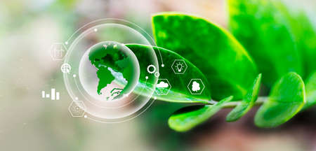 Green tree on tropical nature summer background. Ecology and environment concept