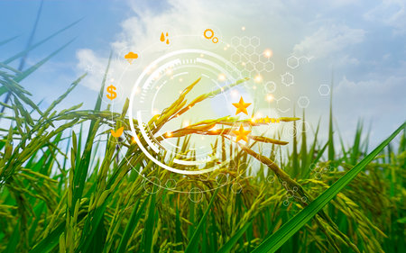 Rice field with green grass and blue sky background. Concept of agriculture.の写真素材
