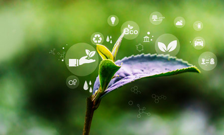 Green tea leaf with eco icon on blurred nature background. Ecology concept. Environmental protection, renewable, sustainable energy sources.の写真素材
