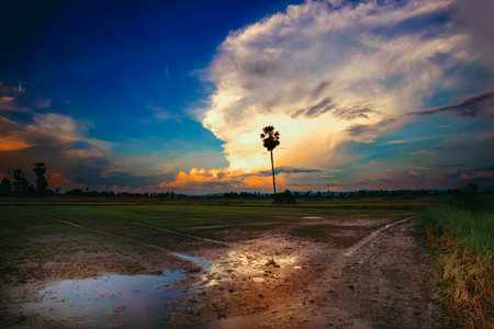 Rice field and cloudy sky at sunset in countryside of Thailand.の写真素材