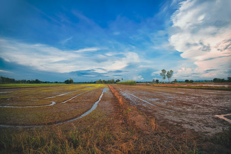 Rice field with blue sky and cloud in the morning, Thailand.の写真素材