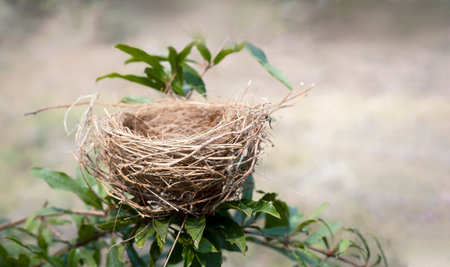 Bird nest on the tree with nature background, Bird nest in natureの写真素材