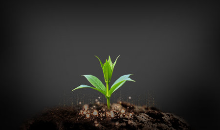 Planting seedlings young plant in the morning light on nature background
