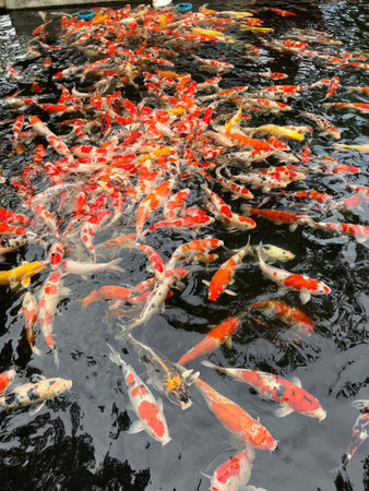 Koi fish in the pond,Chiang Mai,Thailandの写真素材