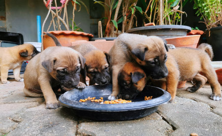 Three puppies eating food from a bowl in the garden. Selective focus.の写真素材