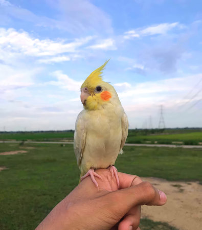 Cockatiel on hand with blue sky and green field backgroundの写真素材
