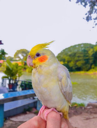 Yellow cockatiel sitting on hand in public park, Thailand.
