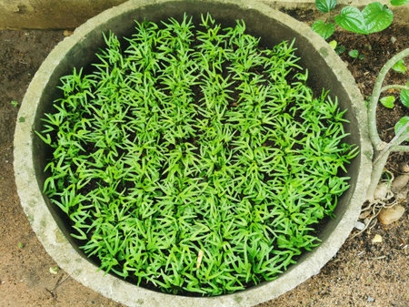 Small green plants in the pot, top view. Natural background.の写真素材