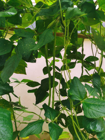 Cucumber plant growing in the garden. Green vegetable background.