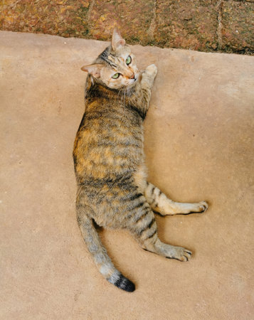Thai cat sitting on the cement floor and looking to the sideの写真素材