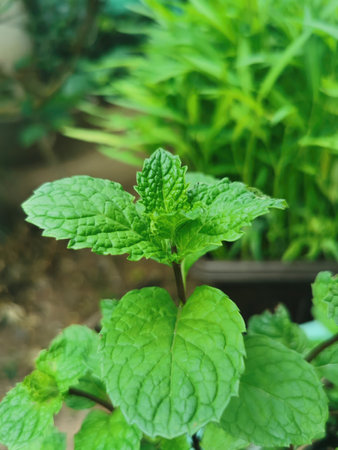 Pepper mint in the garden, Mint leaves in the garden.の写真素材