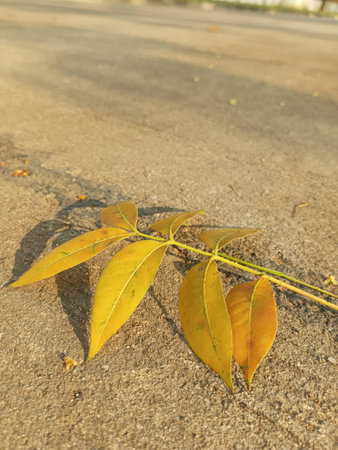 Yellow leaves on the road, autumn concept. Selective focus.の写真素材