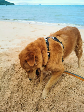 Golden retriever dog playing on the sand beach at Koh Samui, Thailandの写真素材