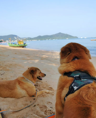 Two dogs sitting on the beach and looking at the sea, Thailandの写真素材