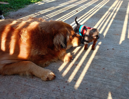 Dog and shadow on the floor in the garden at summer day.